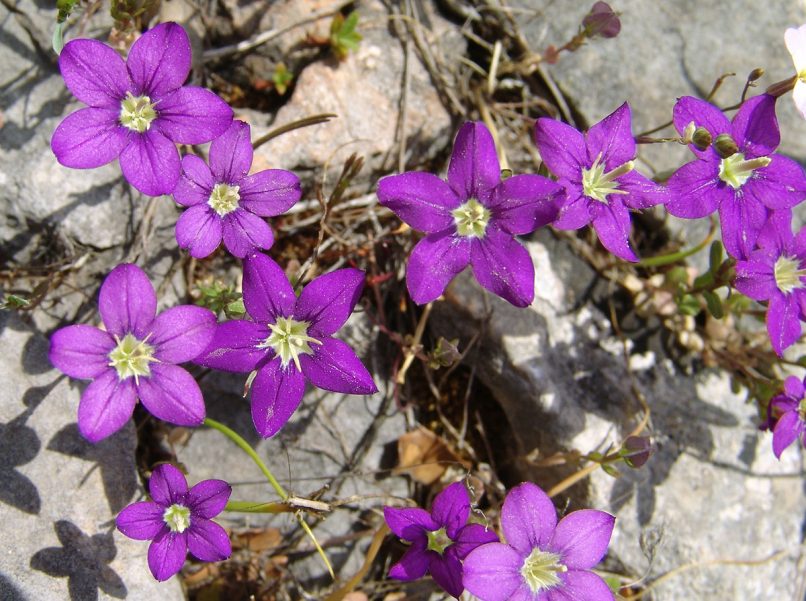 Legousia pentagonia (L.) PARNITHA-1