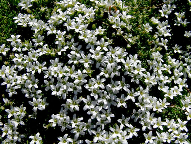 Minuartia stellata (Mair.) ssp. stellata, GIONA-1