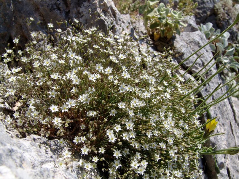 Minuartia verna [ssp. attica]- Boiss. & Spruner), PARNITHA-1