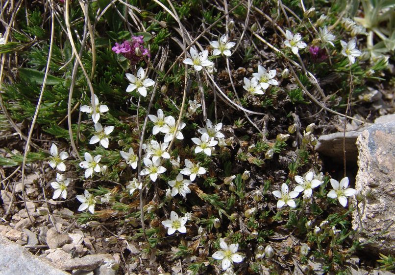 Minuartia pseudosaxifraga (Matt.), OLYMPOS-1