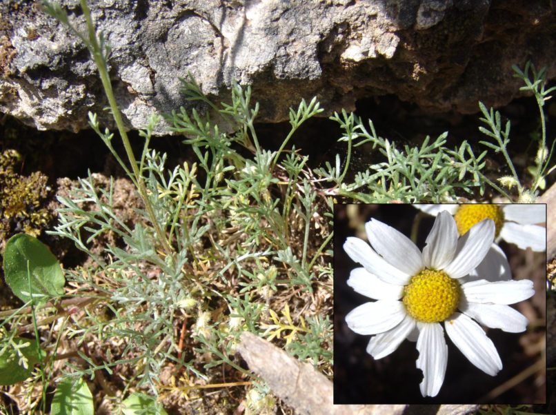 Compositae (Asteraceae) 11 [?], PARNITHA-1