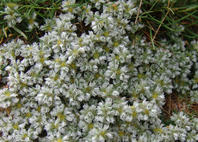 Paronychia macrosepala (Boiss.), TAYGETOS-1