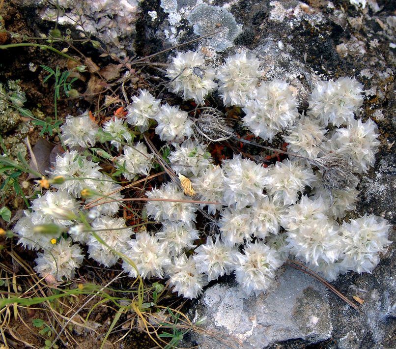 Paronychia macrosepala (Boiss.), PARNITHA-1
