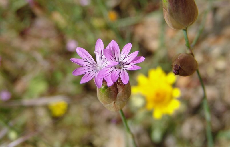 Petrorhagia velutina (Guss.), PARNITHA-1