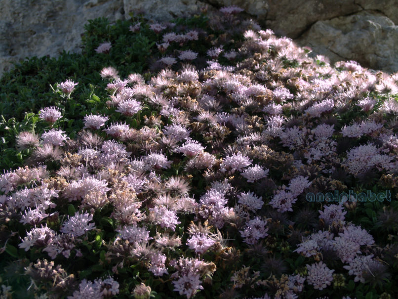 Pterocephalus perennis (Coulter), ERYMANTHOS-1