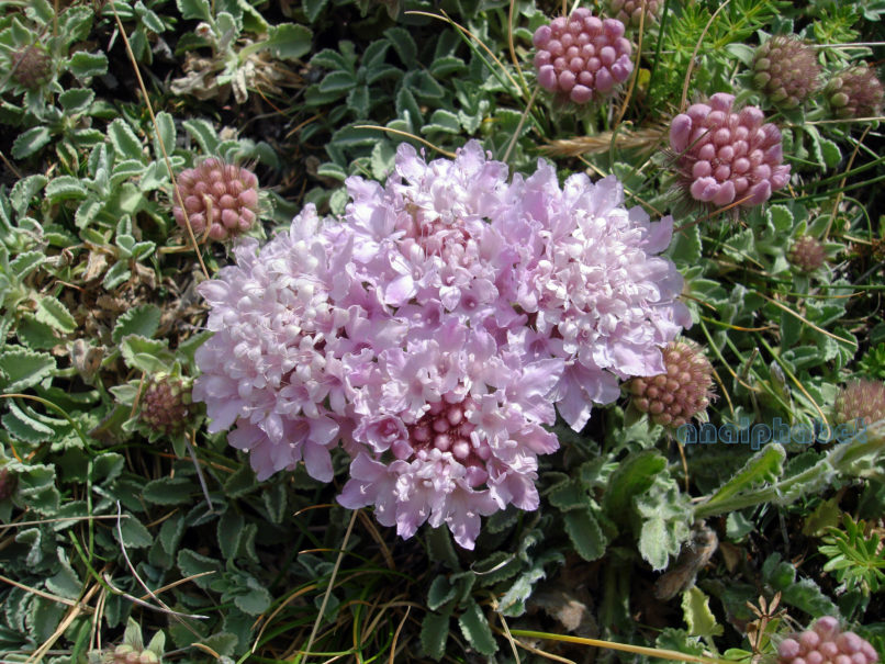 Pterocephalus perennis (Coulter), GIONA-1