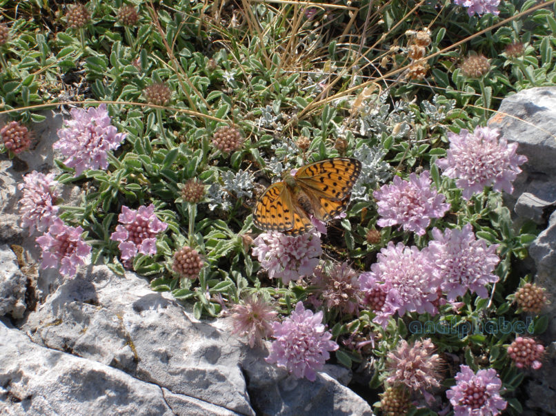 Pterocephalus perennis (Coulter), GIONA-2