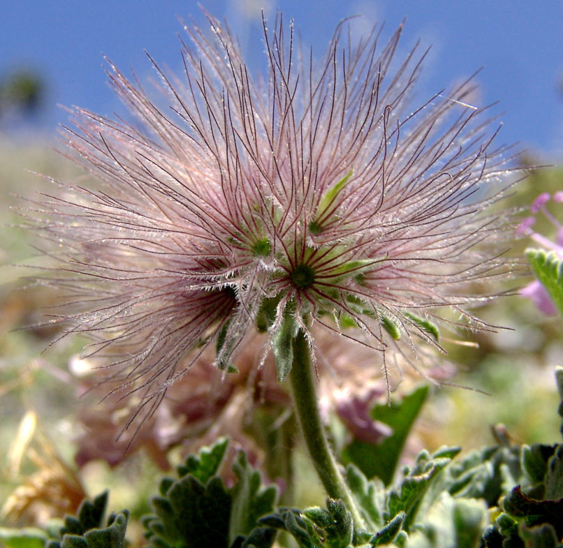 Pterocephalus perennis (Coulter), PARNASSOS-1