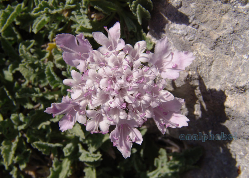 Pterocephalus perennis (Coulter), PARNITHA-1