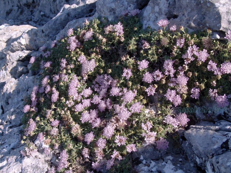 Pterocephalus perennis (Coulter), PARNITHA-2