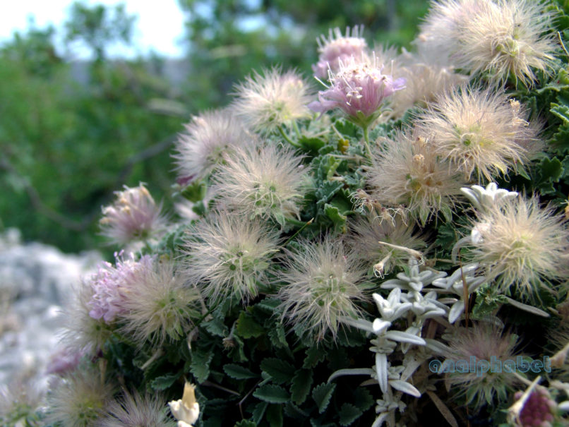 Pterocephalus perennis (Coulter), PARNITHA-4