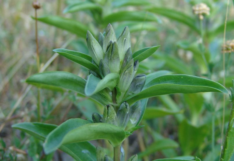 Saponaria officinalis (L.), METSOVO - MAUROVOUNI-1