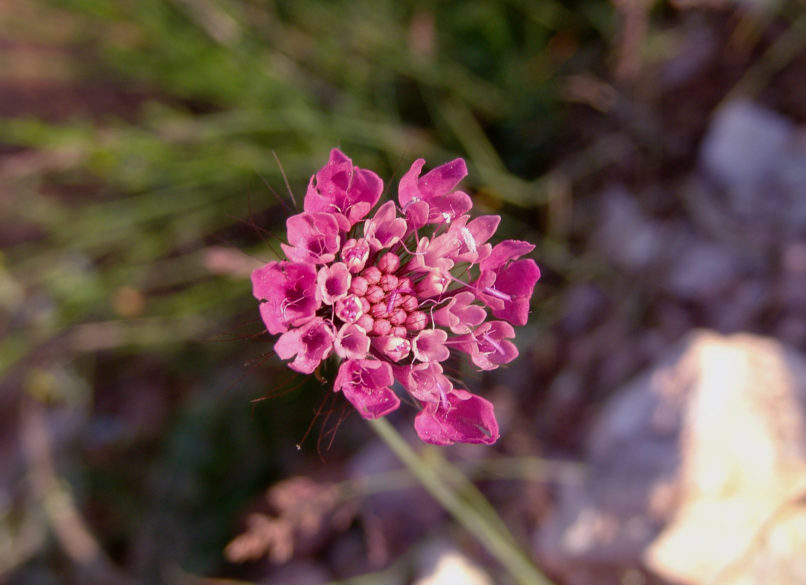 Scabiosa atropurpurea (L.), AGRAFA-KAZARMA-1