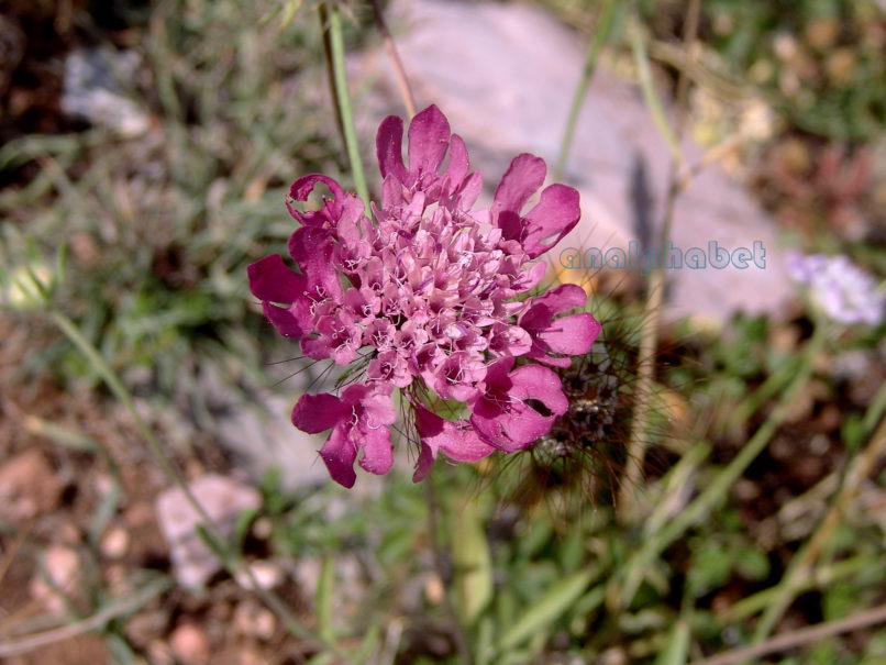 Scabiosa atropurpurea (L.), CHELIDONA-1