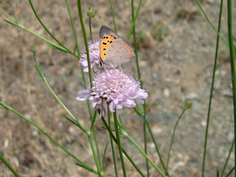 Scabiosa columbaria (L.), PARNITHA-1