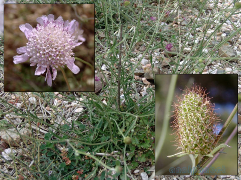 Scabiosa columbaria (L.), PARNITHA-2