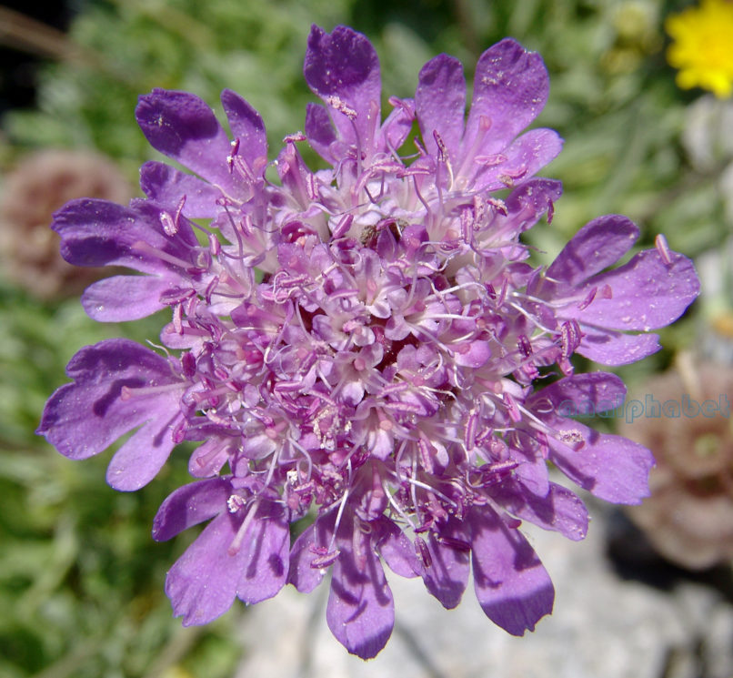 Scabiosa hymettica (Boiss. & Spr.) [Lomelosia h.], PARNITHA-4