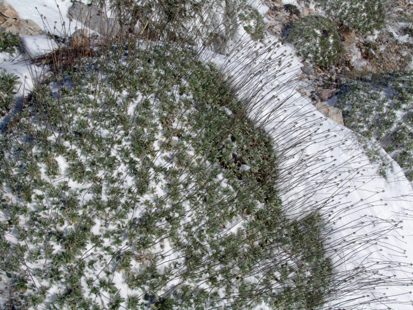 Scabiosa hymettica (Boiss. & Spr.) [Lomelosia h.], PARNITHA-5