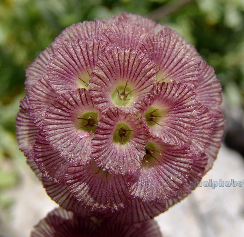 Scabiosa hymettica (Boiss. & Spr.) [Lomelosia h.], PARNITHA-6