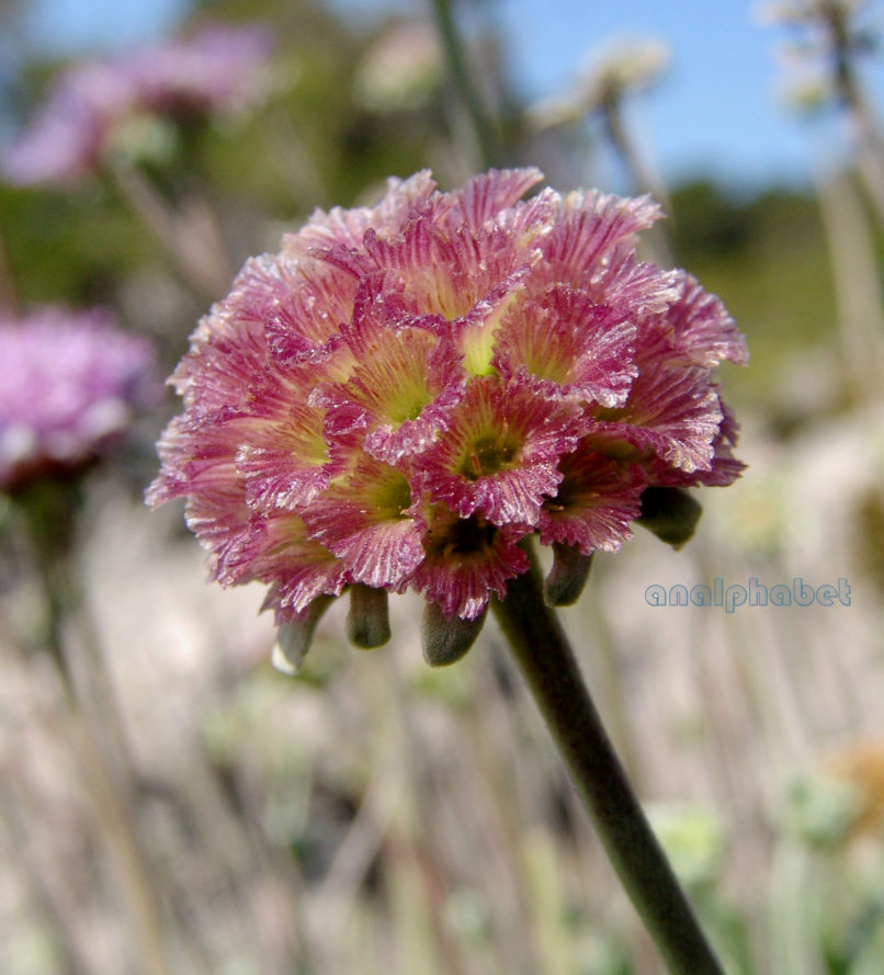Scabiosa hymettica (Boiss. & Spr.) [Lomelosia hym.], PARNITHA-3