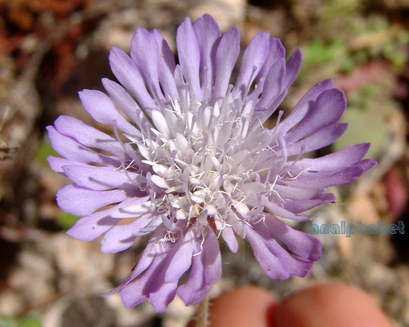 Scabiosa maritima (L.), PARNITHA-2