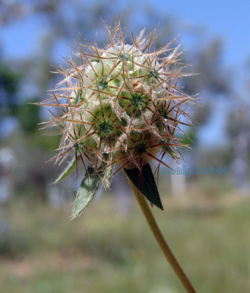 Scabiosa ochroleuca (L.), ATTIKA-1