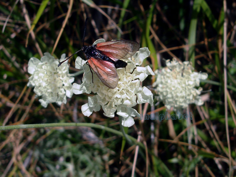 Scabiosa ochroleuca (L.), GIONA-1
