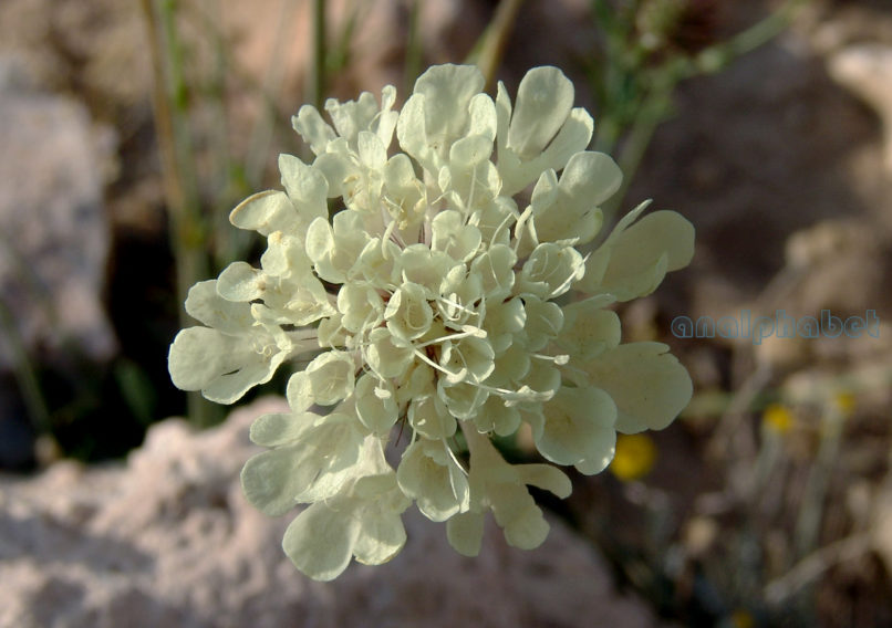 Scabiosa ochroleuca (L.), PARNITHA-1