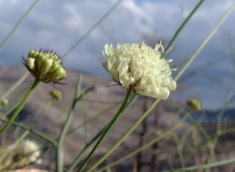 Scabiosa ochroleuca (L.), PARNITHA-2