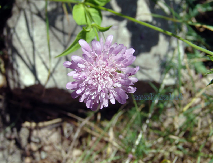 Scabiosa silvatica (L.), METSOVO-MAUROVOUNI-1
