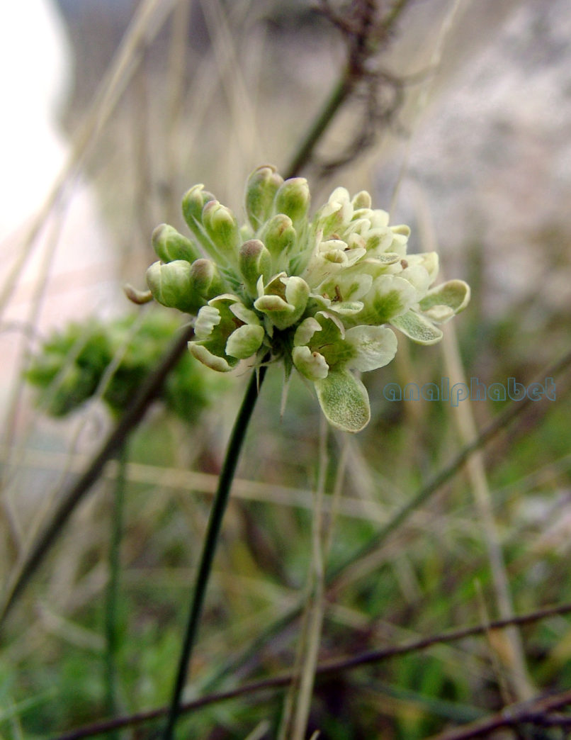 Scabiosa webbiana (D. Don), PARNITHA-1