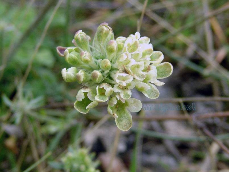 Scabiosa webbiana (D. Don), PARNITHA-2