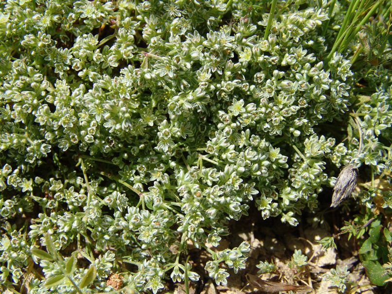 Scleranthus perennis (L.), DIRFYS - XEROVOUNI-1