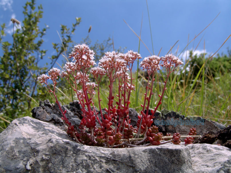 Sedum album (L.), CHELIDONA-1