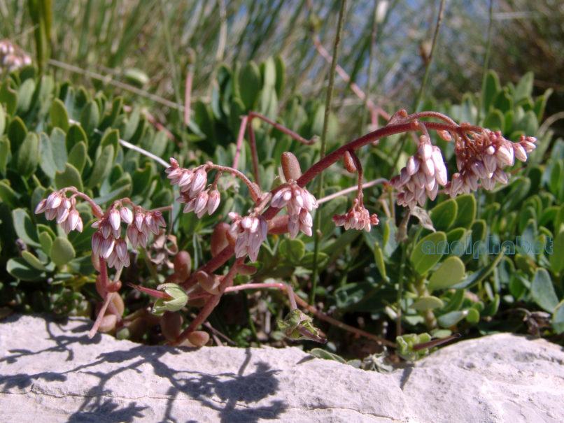 Sedum album (L.), ERYMANTHOS-1