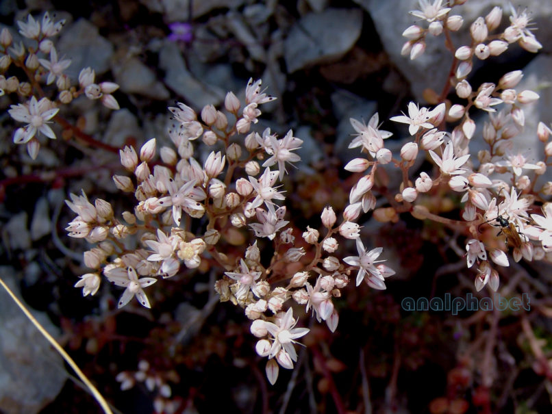 Sedum album (L.), GIONA-1