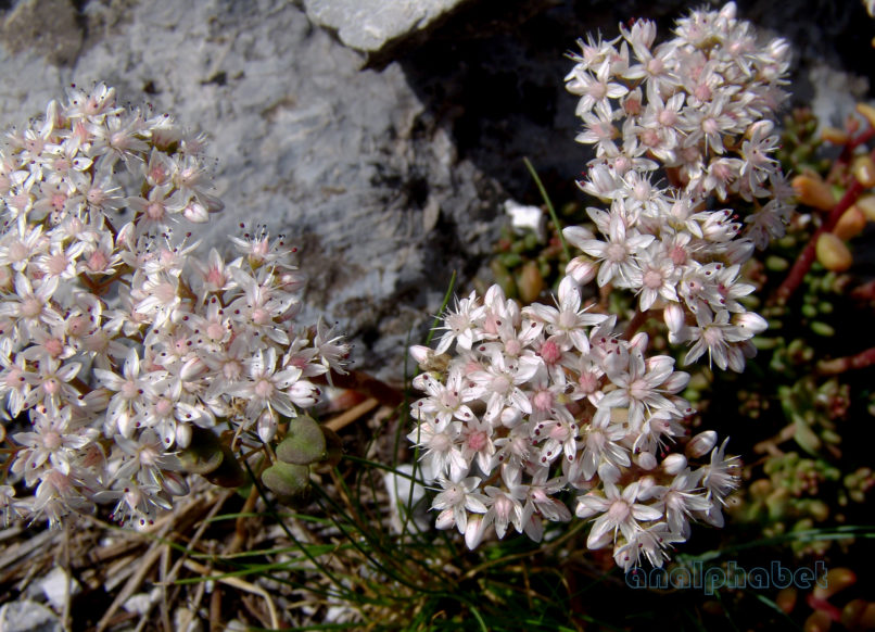 Sedum album (L.), OLYMPOS-1