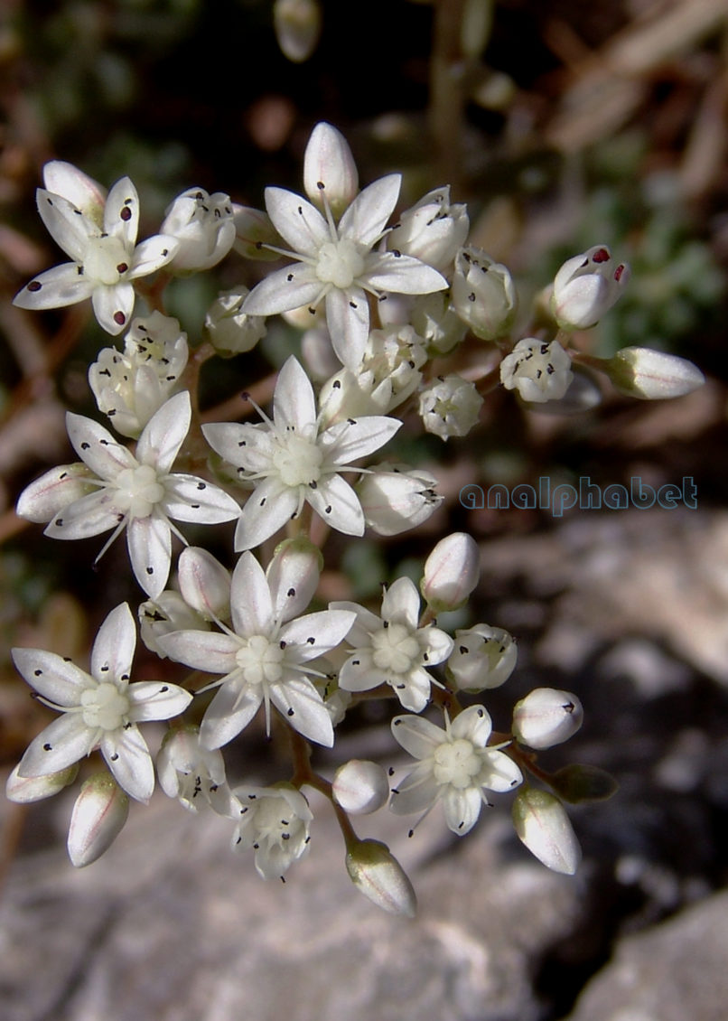 Sedum album (L.), PARNITHA-1
