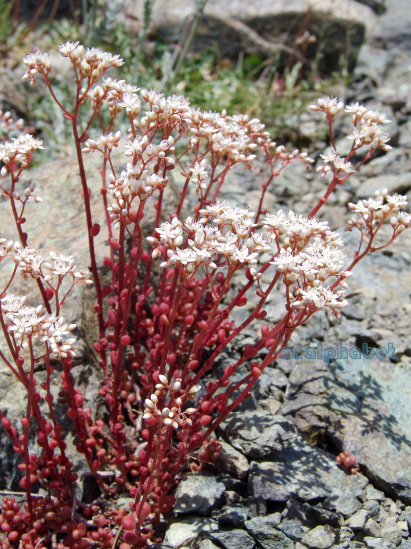 Sedum album (L.), SMOLIKAS-1