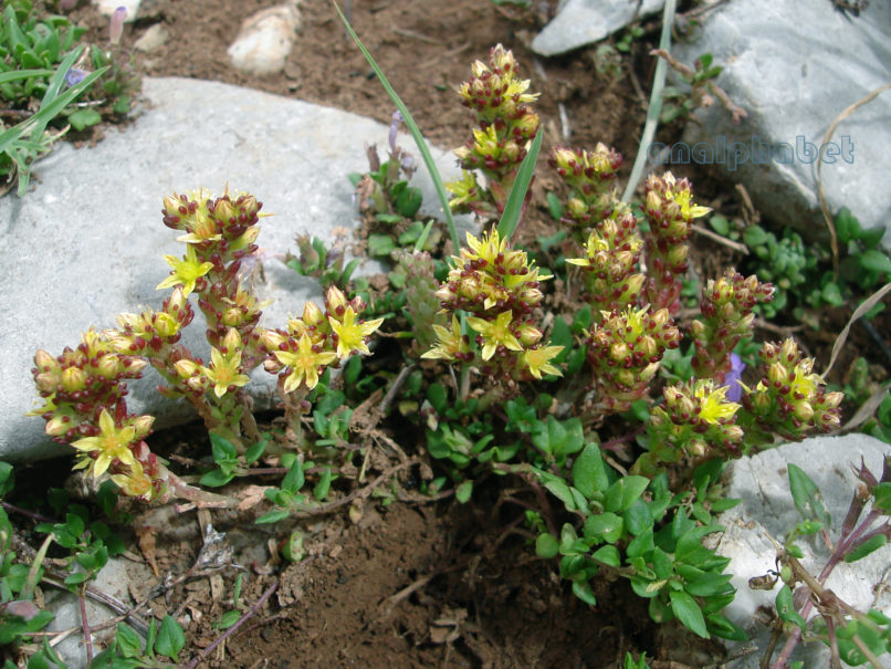 Sedum caespitosum (Cav.), PARNASSOS-1
