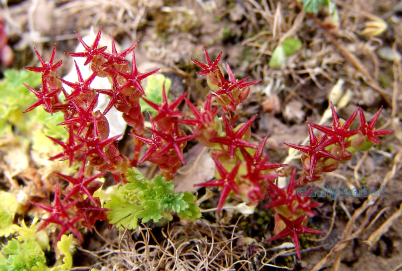 Sedum caespitosum (Cav.), PARNITHA-1