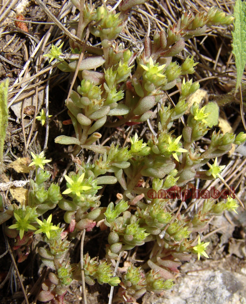 Sedum littoreum (Guss.), PARNITHA-1