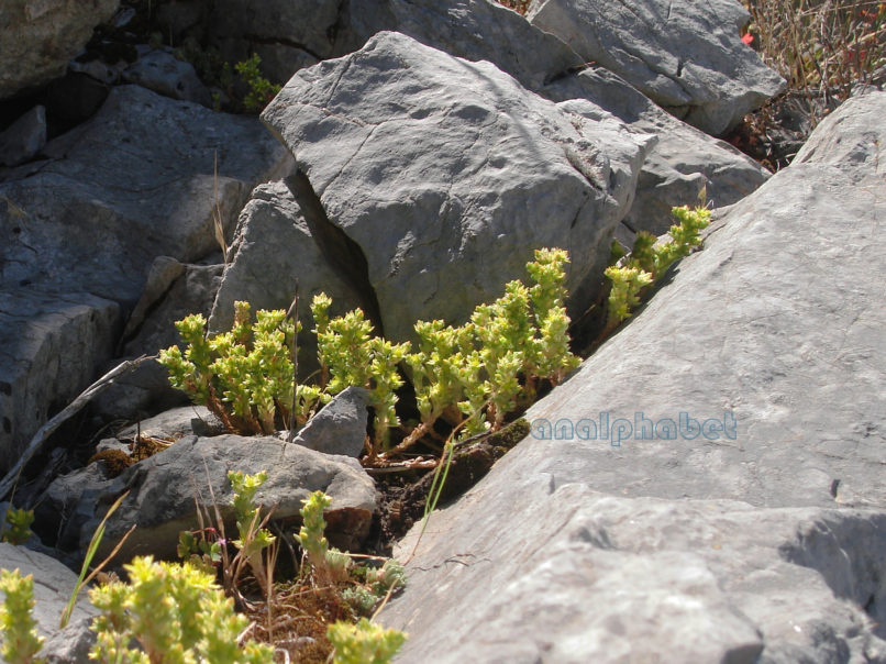 Sedum littoreum (Guss.), PARNITHA-2