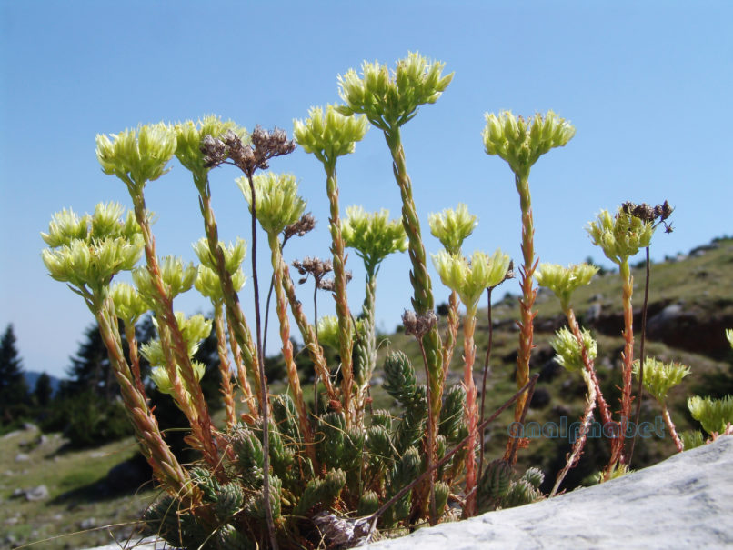 Sedum ochroleucum (Ch. in Vill.), GIONA-1