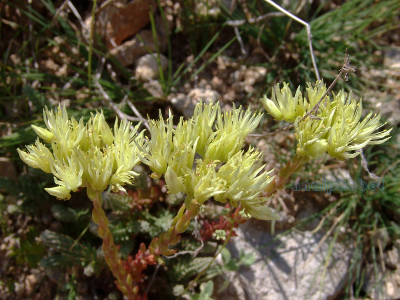 Sedum ochroleucum (Ch. in Vill.), GIONA-2