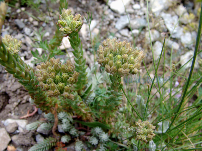 Sedum ochroleucum (Ch. in Vill.), OLYMPOS-1