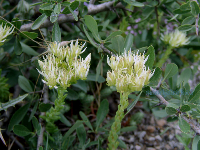 Sedum ochroleucum (Ch. in Vill.), PARNITHA-1