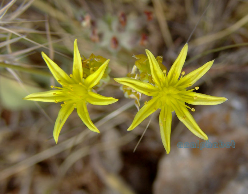 Sedum reflexum (L.), PARNASSOS-1