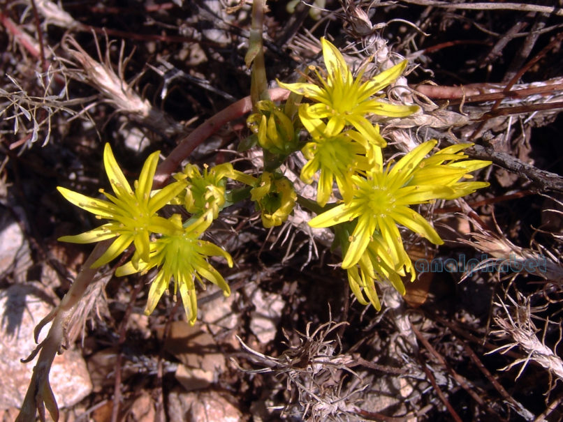 Sedum reflexum (L.), PARNITHA-1