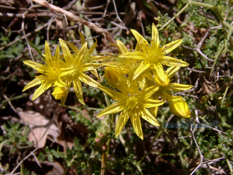 Sedum reflexum (L.), PARNITHA-2